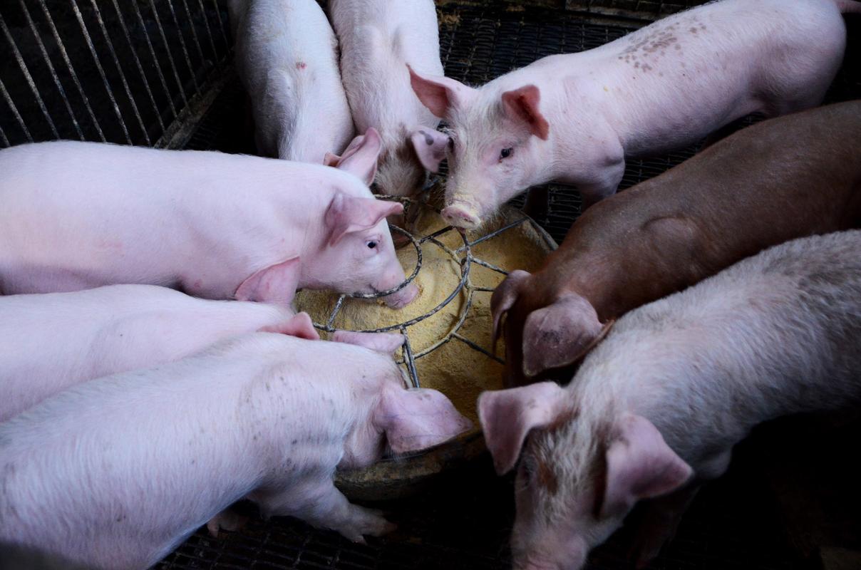 拜恩检测专题|饲料样品疑检测出非洲猪瘟,细数猪饲料检测的四大重点